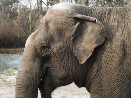 big elephant with small earの写真素材