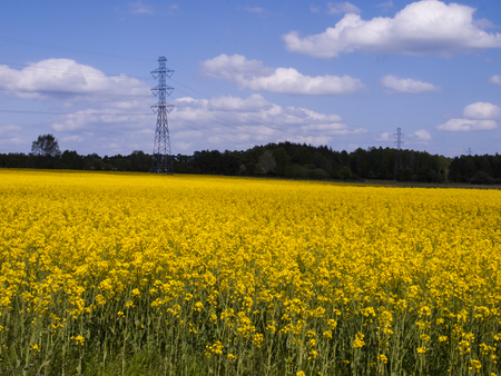 Flowers field