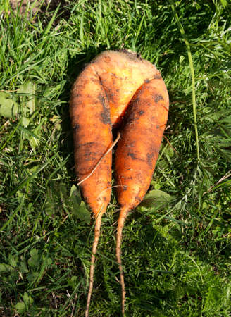 Fresh carrots with an unusual shape lying on the grass out of the groundの写真素材