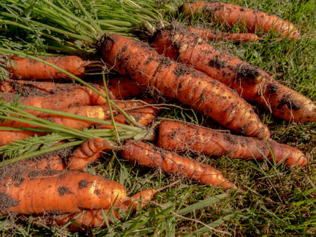 large carrots lying on the grass out of the groundの写真素材