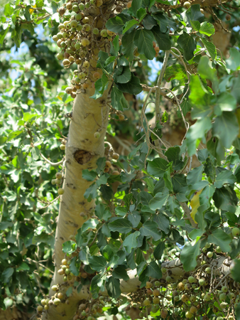 Sycamore in Jericho, the biblical place where Zacchaeus met Jesus