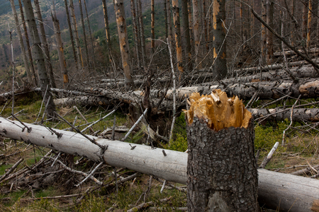 Withered coniferous forest in the mountainous terrain, Beskid Slaski Skrzyczne area, Polandの写真素材