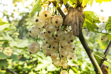 White currant fruit on the bush in the garden
