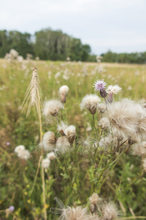 Thistles in fields and meadows as one of the most dangerous weedsの写真素材