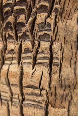 Fragment of trunk and roots of tropical tree as backgroundのeditorial素材