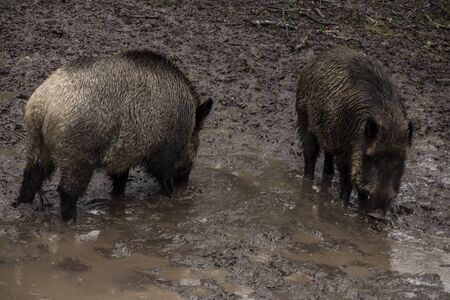 Wild boar looking for food in the mud during rainy weather, Bialowieza Forests, Poland, Europe