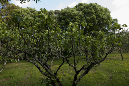 branch of fig tree with green unripe fruitの写真素材
