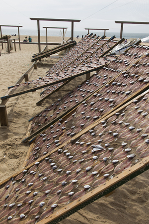 Fish lying on nets, dried in the sun, on the beach in Nazare, Poryugalia as a backdropの写真素材
