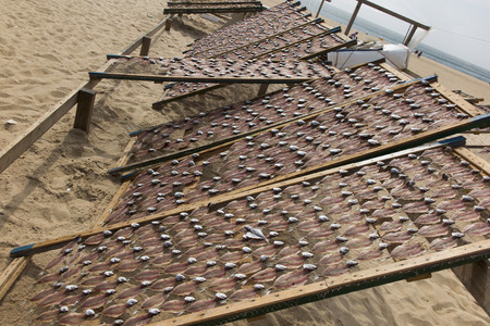 Fish lying on nets, dried in the sun, on the beach in Nazare, Poryugalia as a backdropの写真素材