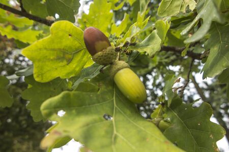 Green acorns or oak fruits on the branches among the leavesの写真素材