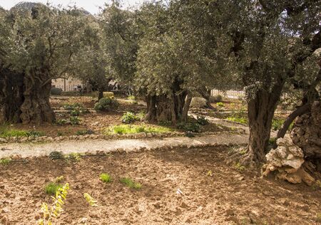 Old olive trees in the garden of Gethsemane, Jerusalem in Israelの写真素材