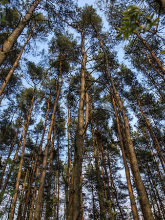 A pine tree whose trunk splits and then joins together again to form a needle eye