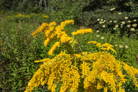 yellow-blooming goldenrod, also known as mimosa, herb flower announcing the arrival of autumnの写真素材
