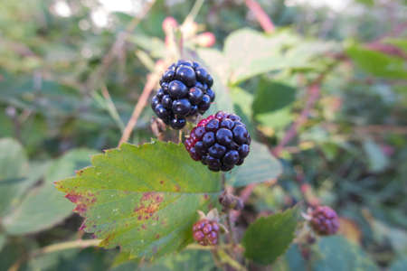 wild blackberry fruits forming thickets near the forest and meadows
