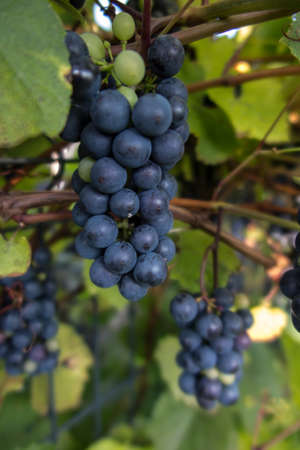 Ripe grape. A bunch of ripe blue grapes in close-up.