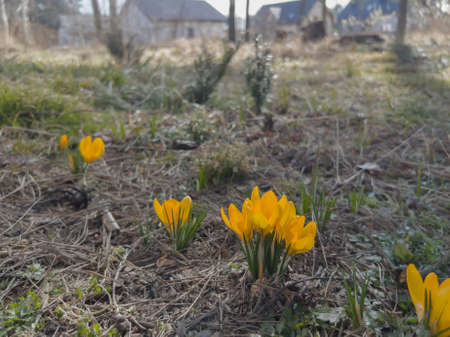 tufts of spring-flowering crocuses growing on the edge of the forest near the village,