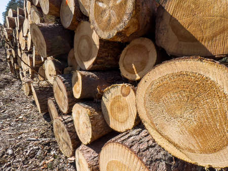 Logs of wood lying on a pile in the forest to form the background