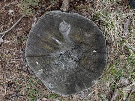an old stump left in the forest after a cut tree as a background