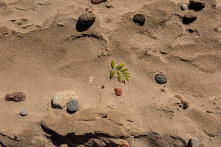 Sandy sea beach with small shells and pebbles in the afternoon before sunset as backgroundの写真素材