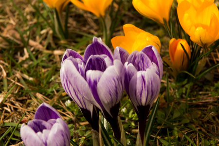 Several blooming purple and yellow crocuses heralding spring.の写真素材
