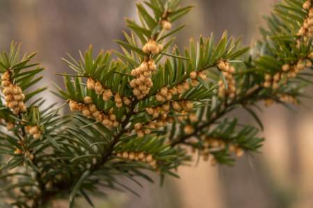Yew sprig in spring with abundant yellow male flowers.の写真素材