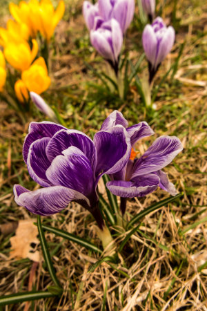 Several blooming purple and yellow crocuses heralding spring.の写真素材