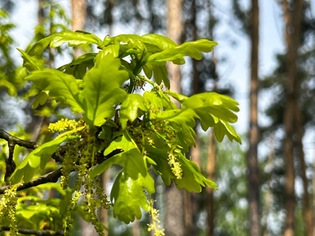 Branch of pedunculate oak with fresh green leaves.