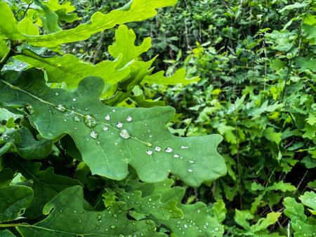 Herbaceous oak leaves with small raindrops on them