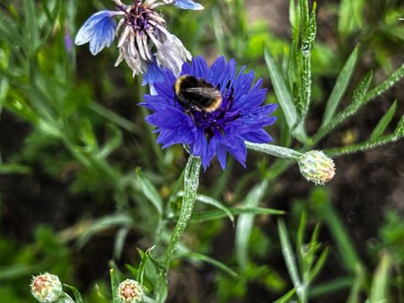 A bee in close-up on a wild cornflower flower on the edge of the forest.