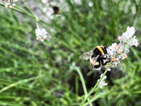 Bumblebee diligently collecting pollen and juices on a flowering bush.