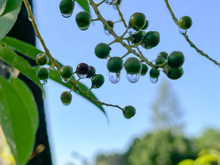 Immature bird cherry fruits with hanging drops after rainfall.の写真素材