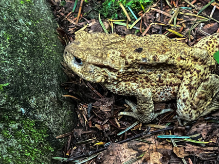 Aga toad in the forest in the mountain area during the rain.