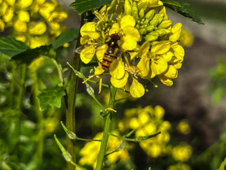 A bee working on yellow flowers in close-up.