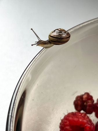 A small snail walking along the edge of a glass plate, close-up.の写真素材