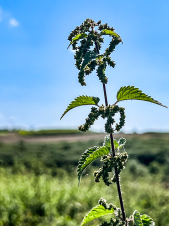 Nettles growing on the edge of a farmland can be careful.の写真素材