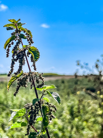 Nettles growing on the edge of a farmland can be careful.の写真素材