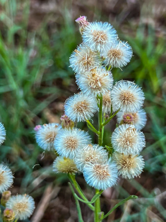Asthma weed or hairy fleabane, many flower seeds, close up. Flower heads are followed by seeds,...