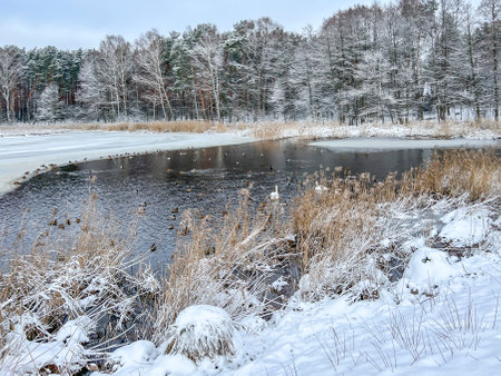 Water birds collected in winter on a part of an unfrozen pond and on an ice edge.の写真素材