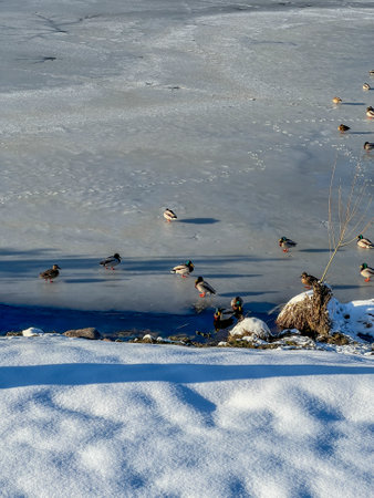 Water birds collected in winter on a part of an unfrozen pond and on an ice edge.の写真素材
