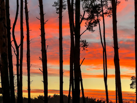 Red sky shortly after sunset seen in the forest as a background.の写真素材