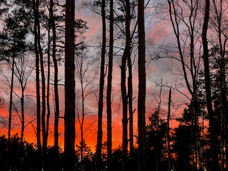 Red sky shortly after sunset seen in the forest as a background.の写真素材