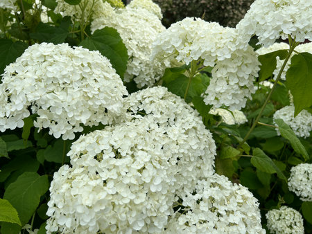 Close-up of a white hydrangea flower growing in the garden.
