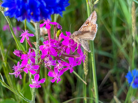 Butterfly, moth in a flower meadow with cornflower blue and pink-violet flowers. Close-up.