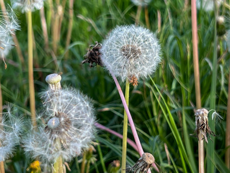 A dandelion in close-up among the green surroundings.の写真素材