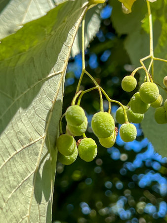 Close-up of linden seeds on a branch, still green, unripe.