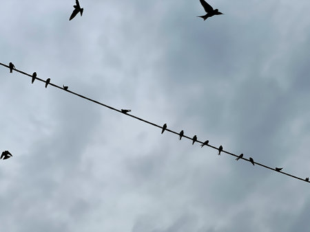 Swallows sitting on an electric line cable before flying to warm countries.の写真素材