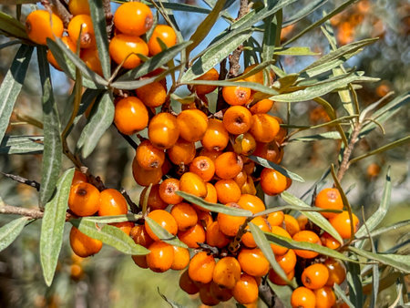 Sea buckthorn branch with orange fruit, close-up.