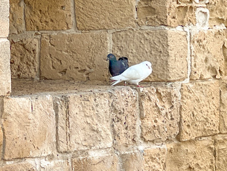 Two different pigeons, white and black, living together in the old castle in Paphos Harbor, Cyprus.の写真素材