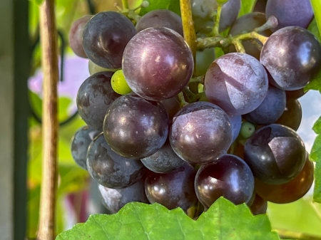Grapes ripening on vines from a home plantation.の写真素材