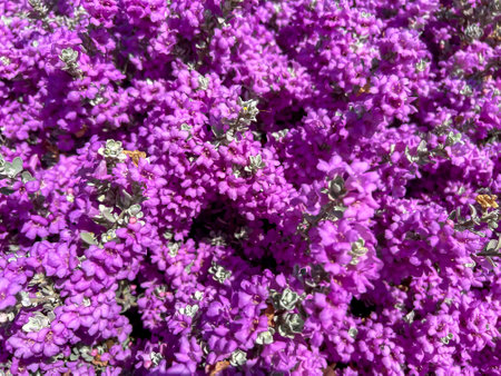 Blooming purple sage, Texas sage blossoms, on the Mediterranean coast in Cyprus in the Kisonerga...